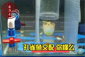 孔雀鱼是如何交配的-苏渔者工作室