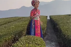 云朵新歌《五峰》湖北宜昌五峰土家族茶园音画版欣赏视频封面