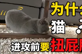 猫为什么要扭屁股? 不止是卖萌！视频封面