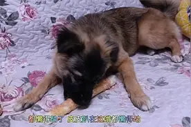 狗狗来大姨妈，疼的蜷缩在沙发上，主人给它啃磨牙棒转移注意力视频封面