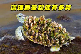 清理藤壶到底有多爽？小哥轻轻一刮一大片，过程竟然很治愈视频封面