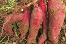 想要亩产上万斤，每亩栽多少棵红薯更合适？别做错了视频封面