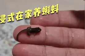 在家也能养蝌蚪？路边蝌蚪长成青蛙实在太治愈了视频封面