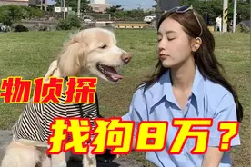 8万块，帮你把丢失的狗找回来视频封面