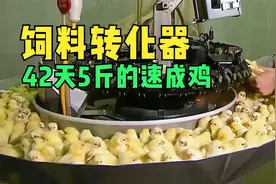 速成鸡是激素鸡吗？养殖过程告诉你答案视频封面