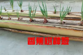 香蕉树上种小葱，不浇水不施肥无土栽培，15天后收割一茬接一茬视频封面
