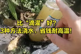 不管养什么花，只要学会3种浇水法，养什么花都爆盆视频封面