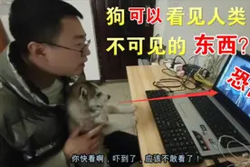 带着哈士奇看恐怖片，它居然看见了不干净的东西，直接吓尿了！视频封面