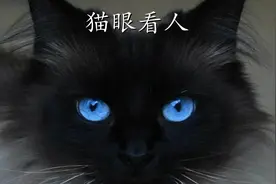 女孩每晚都会被索命，但都活了下来，只因她养了一只守护猫视频封面