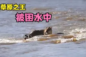 草原之王狮子竟然不会游泳被困水中。。。。