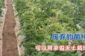 废弃的菌棒别扔，是无土栽培很好的原料，只用简单处理就能用视频封面