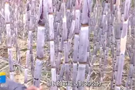北方也能种甘蔗？德州这个村种出的甘蔗皮薄、脆甜，每根能卖10元视频封面