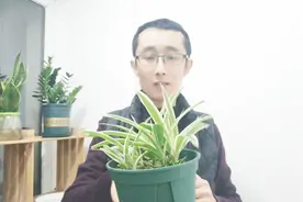 不要心软，这样给吊兰来一刀，让吊兰叶片越长越旺！视频封面