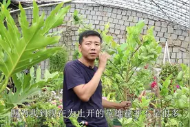 栽种多年的“佛手柠檬”开花了，掌握养护小技巧，一棵也能挂满果视频封面