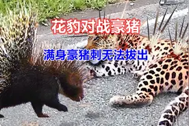 花豹捕猎豪猪，被扎满身豪猪刺无法拨出，最终不幸身亡！视频封面