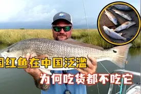 被吃到濒危的美国红鱼，到中国却泛滥成灾，为何吃货都无能为力？