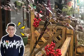 南天竹养的不好？深山里的南天竹是，都这样养的！视频封面