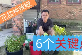 花盆种辣椒的6个关键点：花盆，土壤，品种，施肥，浇水，光照视频封面