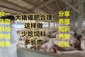 养猪技术分享：大猪催肥合理，这样做，就可以少吃饲料多长肉！视频封面