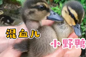 都说小野鸭很难养活，看大爷喂养小野鸭，鸭子和主人都享受