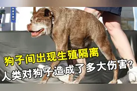 人类让狗近亲繁育，最后竟出现了生殖隔离，狗子承受了多大伤害？