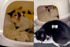 女子收养的流浪猫超凶，整天炸毛还打人，搬来它妈后秒怂反应笑喷视频封面