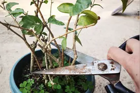 2月底了，茉莉花还能修剪吗？看完明白了视频封面