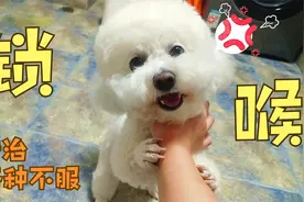 这狗在家尿尿该不该揍？它竟然还不服，跟我对着干！视频封面