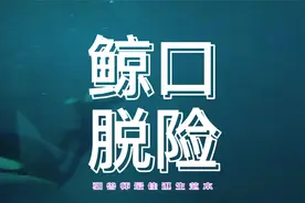 胖虎突然发狂，驯兽师命悬一线，面对危险，沉着冷静，鲸口逃生！视频封面