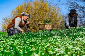 外国人就喜欢这样吃，采摘春天里野菜，面粉和核桃还有野菜摊面饼视频封面