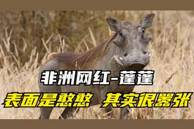 非洲的蓬蓬，看着是憨憨，其实很嚣张，哈哈哈