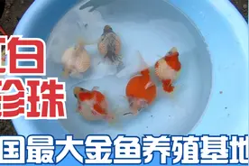 最适合家庭养的金鱼“百褶泰狮”，片尾鱼友反馈视频超级精彩视频封面