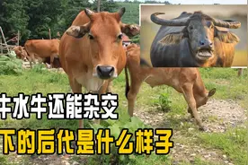 黄牛水牛能否杂交？它们的后代是什么样子，是否能成新的物种？视频封面