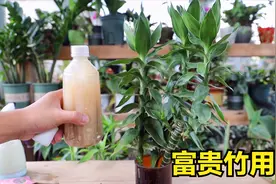 富贵竹，死活不肯长高长粗，巧妙运用2种肥，猛蹿芽节节高视频封面