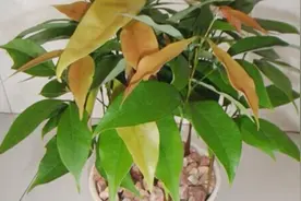 这种水果核，丢进花盆里，长出的盆栽比发财树还好看视频封面