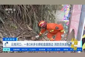 云南：一条3米多长蟒蛇盘踞路边，消防员一招拿捏命门|正点财经视频封面
