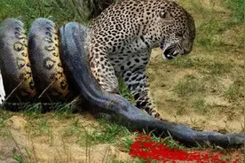 超级巨蟒吞食一头水牛，感觉蟒蛇吃东西真痛苦，肚子都快要爆炸！