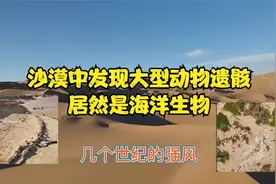 沙漠惊现大型动物骨骸，生物家说不是陆地生物，居然是鲸鱼的祖先视频封面