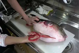 【稀少影像】1000条中只有一条的大海豚的肚子里是？蛋？视频封面