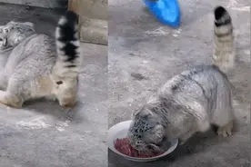 可爱！青海一兔狲帮饲养员捡垃圾，捡完之后奖励了自己一块肉视频封面