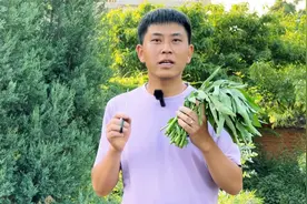 野光教你阳台种菜，方法简单人人都会，不用去菜市场买菜了视频封面