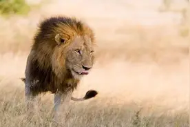 坏男孩联盟老二，十大狮王之一，非洲最帅雄狮，冷面阎王瑞斯塔