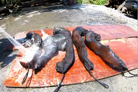 高压水枪暴力清洗珍藏的老腊肉，黑色脏物脱离的瞬间看着真舒服！