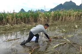涨水了鱼塘被洪水冲垮，上千斤大鱼被冲进玉米地，小伙捉的好过瘾视频封面