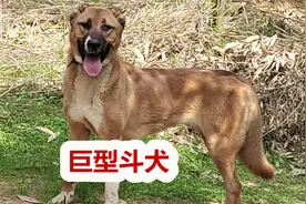 130斤高狼对抗40斤比特谁能取胜，猛犬见面不怒自威视频封面