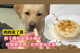 肉肉和铲屎官的爆笑日常：狗子模仿人类上瘾，吃虾蘸酱吃馍要夹肉视频封面