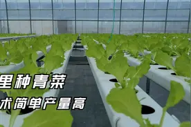 水里种青菜，技术简单产量高，一根水管就能种