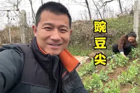 农村开春青菜嫩，媳妇摘点豌豆尖做酸汤，老公赞不绝口给好评视频封面