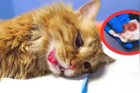 橘猫绝育割蛋蛋，猫咪全程毫无波澜，感觉割了个假蛋蛋！
