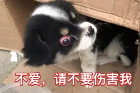 狗狗被遗弃在大街上，眼球爆出，奄奄一息视频封面